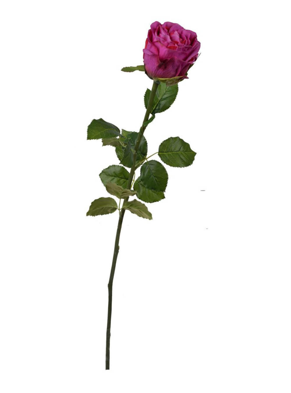 Rose Stem,Purple