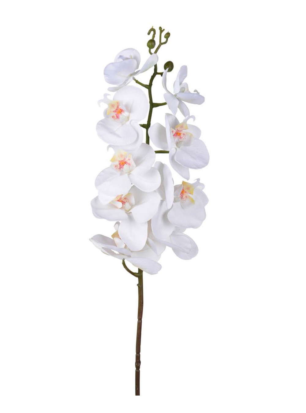 Orchid Stem,Cream