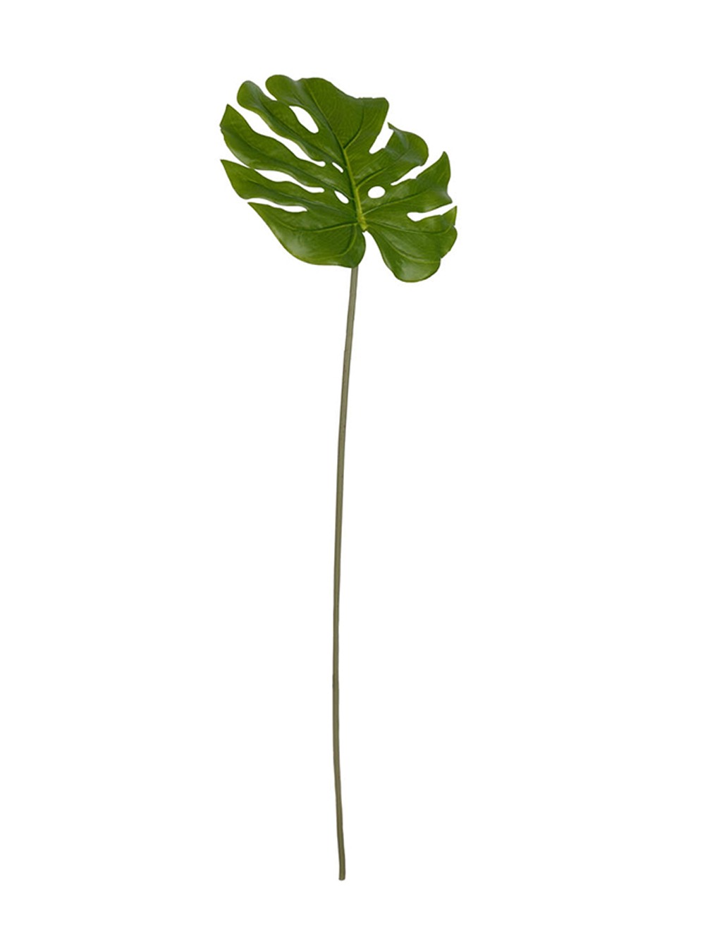 Monstera Leaf,Green